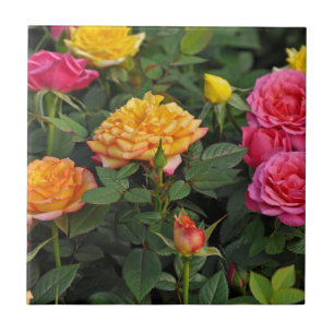 Colourful miniature roses tile