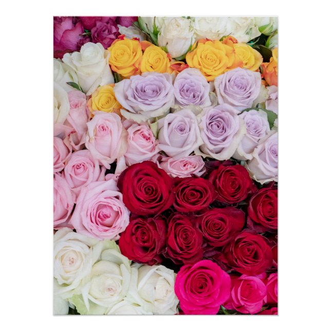 Colourful Mixed Roses Poster (Front)