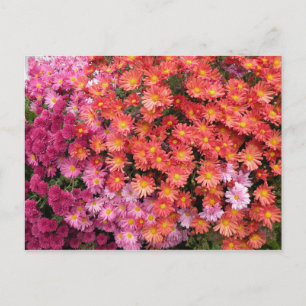 Colourful Mums Postcard