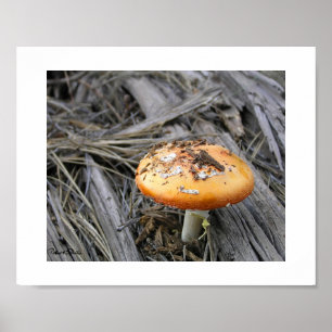 Colourful Mushroom Busting Through Pine Straw Phot Poster