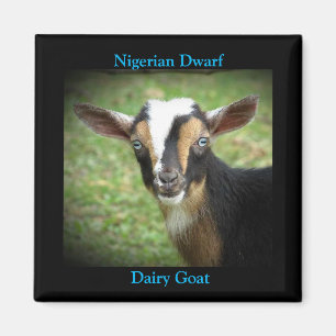 Colourful Nigerian Dwarf Dairy Goat Kid Magnet
