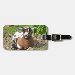 Colourful Nigerian Dwarf Goat Kid Luggage Tag