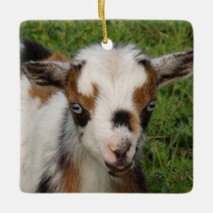 Colourful Nigerian Dwarf Goat Kid with Blue Eyes Ceramic Ornament
