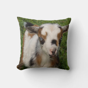 Colourful Nigerian Dwarf Goat Kid with Blue Eyes Cushion