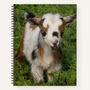 Colourful Nigerian Dwarf Goat Kid with Blue Eyes Notebook