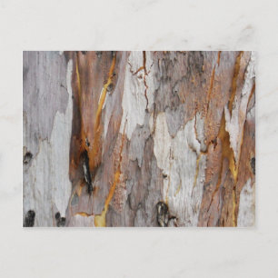 Colourful old tree bark texture postcard
