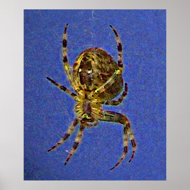 Colourful Orb Spider  Poster (Front)