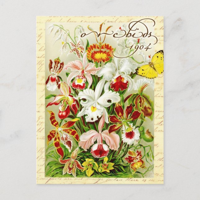 Colourful Orchids and yellow butterfly Postcard (Front)