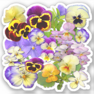 Colourful Pansies Contour
