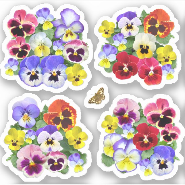 Colourful Pansies Contour (Front)