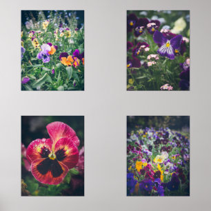 Colourful pansies in a summer country garden