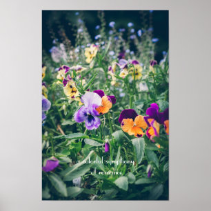 Colourful pansies in a summer country garden poster