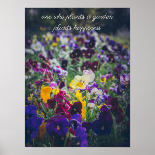 Colourful pansies in bloom in the country garden poster