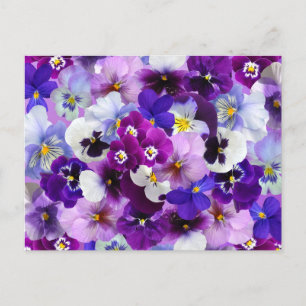 Colourful Pansies, pretty flowers Postcard