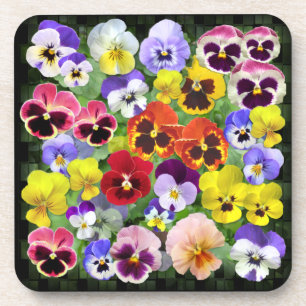Colourful Pansy Display Coaster