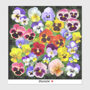 Colourful Pansy Display Contour
