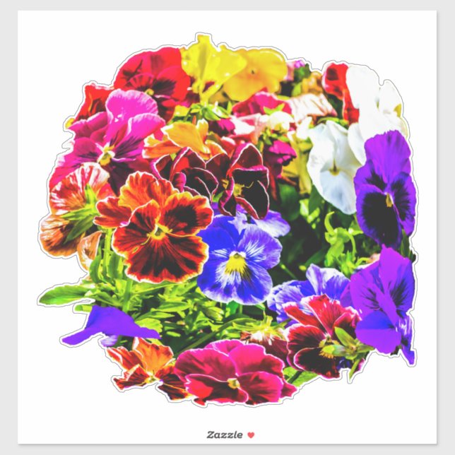 Colourful Pansy Flowers (Sheet)