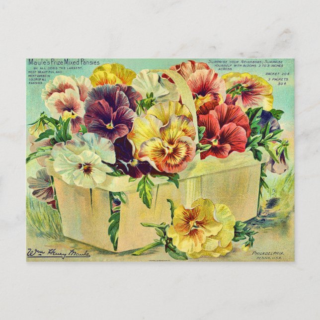 Colourful Pansy Flowers Vintage Seed Packet Cover Postcard (Front)