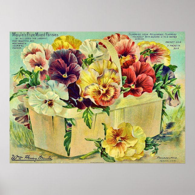 Colourful Pansy Flowers Vintage Seed Packet Cover Poster (Front)