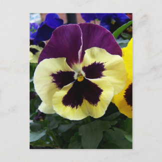 Colourful Pansy Postcard