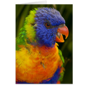 Colourful parakeet