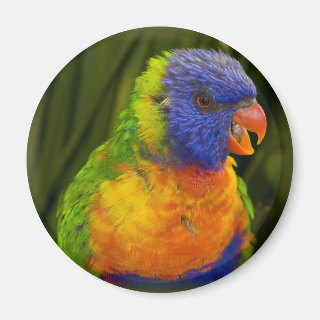 Colourful parakeet magnet (Front)