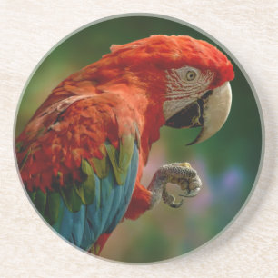 Colourful Parrot Coaster