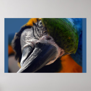 Colourful Parrot Macaw Bird Poster
