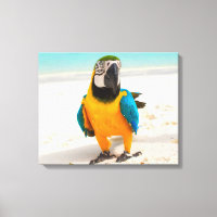 Colourful Parrot on the White Sand