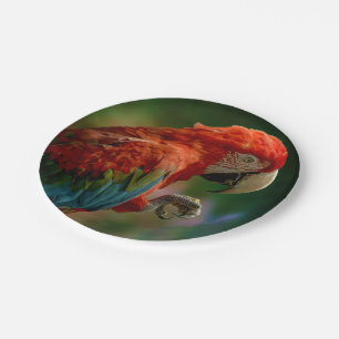 Colourful Parrot Paper Plate