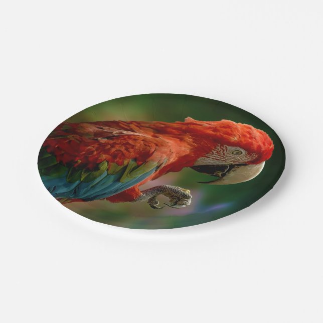 Colourful Parrot Paper Plate (Angled)