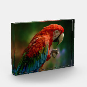 Colourful Parrot Photo Block