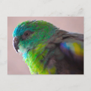 Colourful-parrot-plumage707 PARROT BIRD EXOTIC TEA Postcard