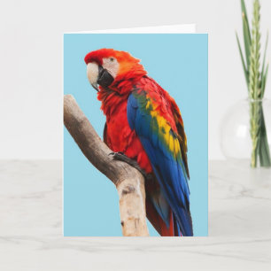 Colourful Parrot Portrait Photo Card
