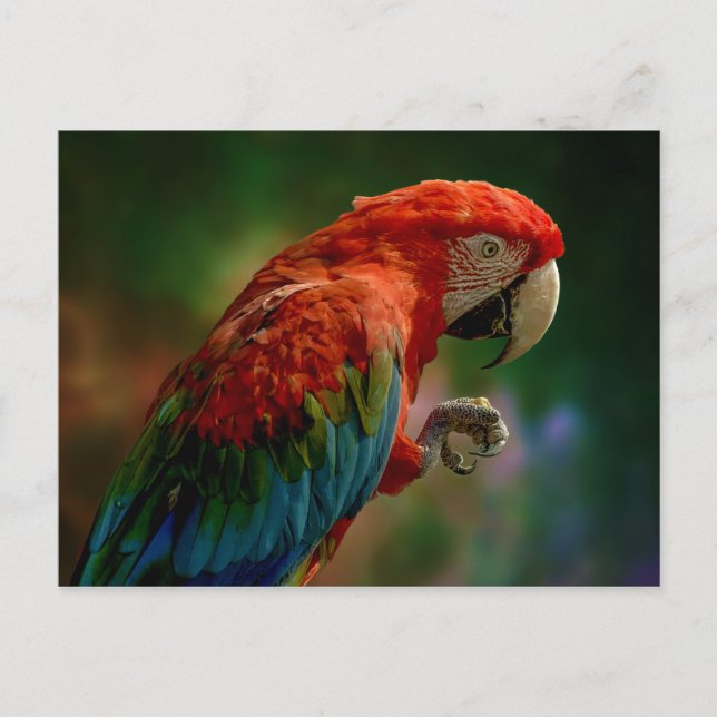 Colourful Parrot Postcard (Front)
