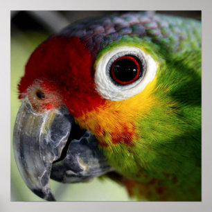 Colourful Parrot Poster