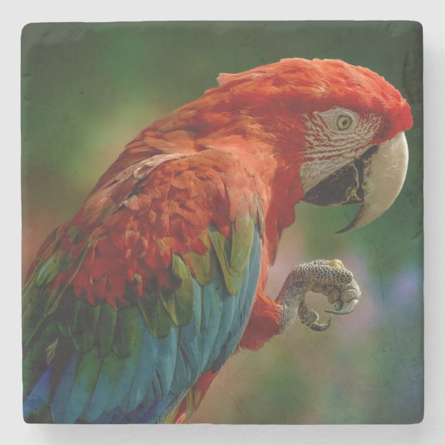 Colourful Parrot Stone Coaster (Front)