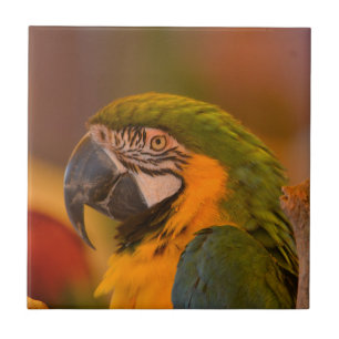 Colourful Parrot Tile