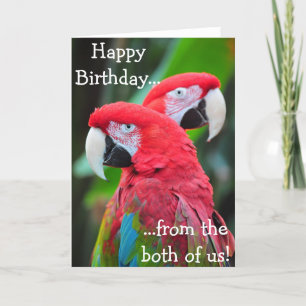 Colourful parrots birthday greeting card