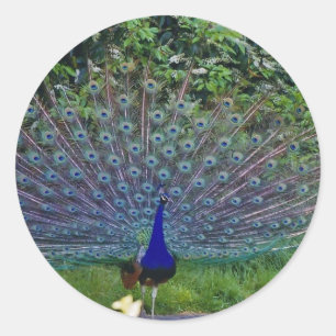 Colourful Pattern Bird Peacock Art Indian Destiny Classic Round Sticker