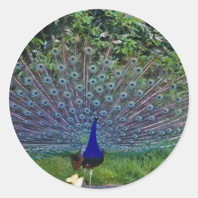 Colourful Pattern Bird Peacock Art Indian Destiny Classic Round Sticker (Front)