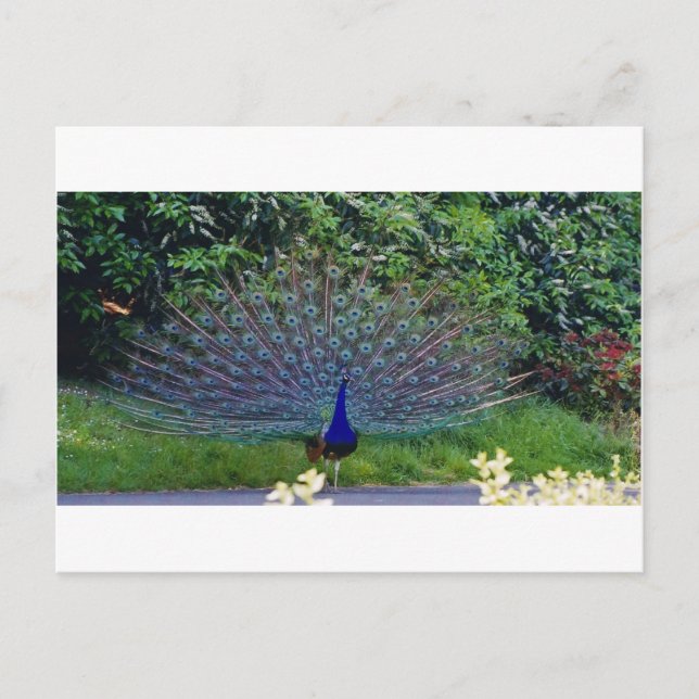 Colourful Pattern Bird Peacock Art Indian Destiny Postcard (Front)