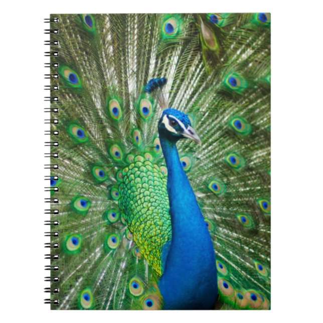 Colourful Peacock Bird Notebook (Front)