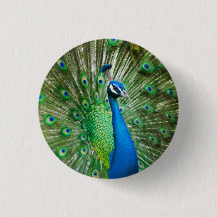 Colourful Peacock Bird Photo 3 Cm Round Badge