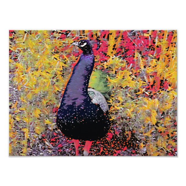 Colourful Peacock bird Photo Print (Front)