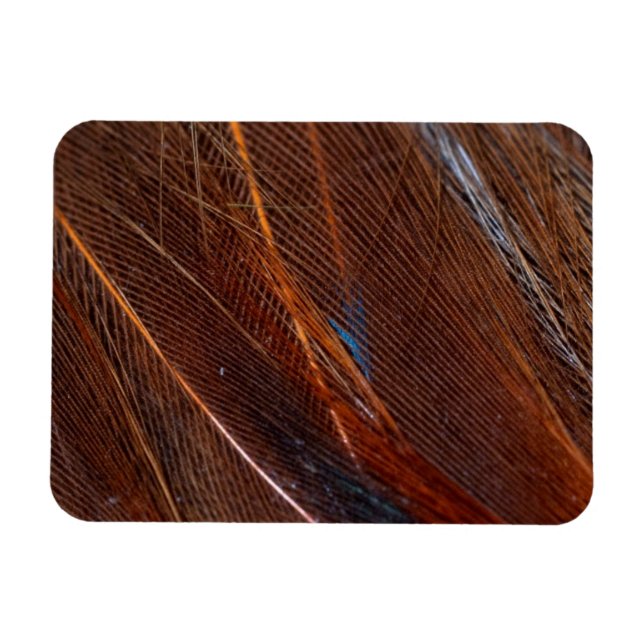 Colourful Peacock Feather in Detail Magnet (Horizontal)