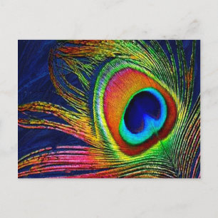 Colourful Peacock Feather Print Postcard