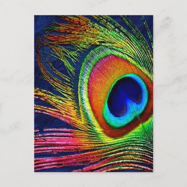 Colourful Peacock Feather Print Postcard (Front)