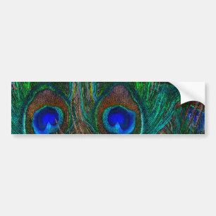 Colourful Peacock Feathers Etching Style Bumper Sticker