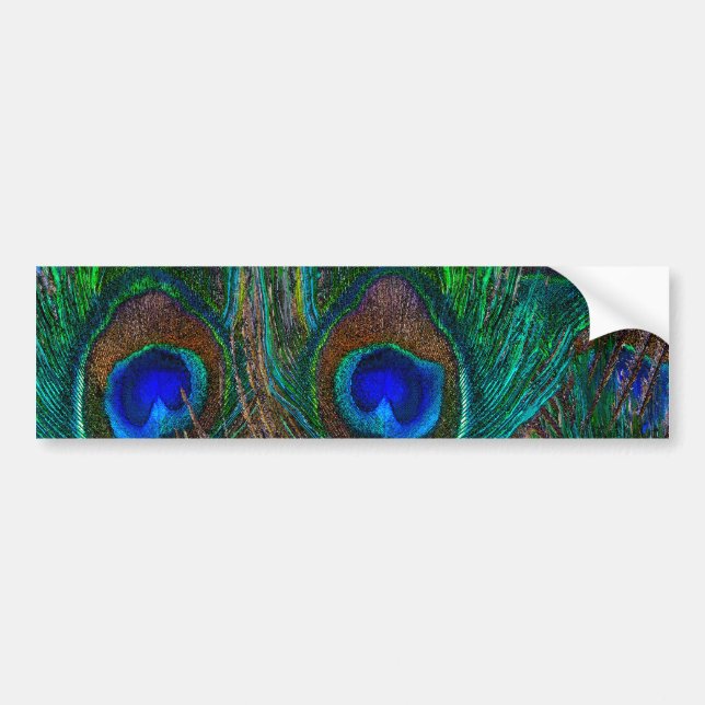 Colourful Peacock Feathers Etching Style Bumper Sticker (Front)